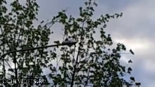 Голодный дятел на фонаре! смотреть онлайн