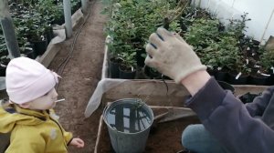 Купили розы ради эксперимента