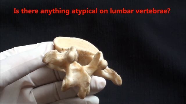 Human Anatomy Videos: Lumbar vertebrae - typical and atypical смотреть онлайн