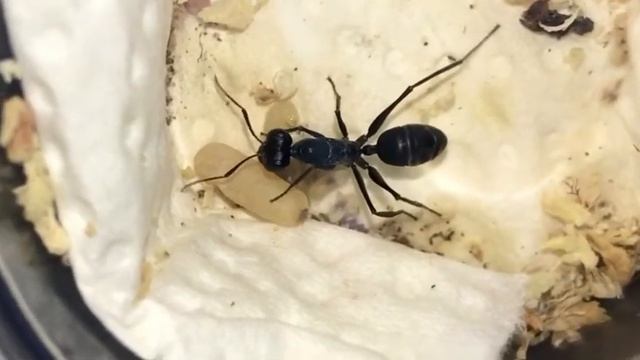 Gigantiops destructor - Queen with Brood #Fourmis #Ants смотреть онлайн