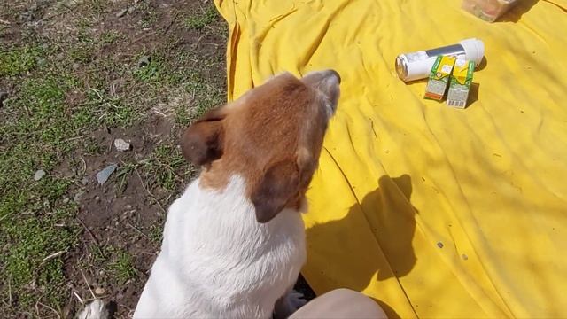 Первый влог. Гуляем. Пришла весна. Варенье из одуванчиков смотреть онлайн