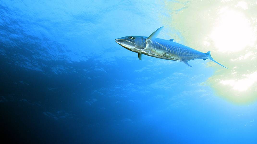 РР4 Пополнение бюджета Норвежка (32 серия)