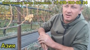ГФ Азия- необычная форма ягод
