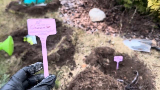 Сад с душой. Закладываю сад пионов! Распаковка! Посадил и забыл. Дача весной. Сад своими руками. смотреть онлайн