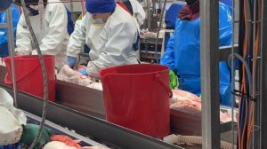 Фабрика по потрошению форели и лосося