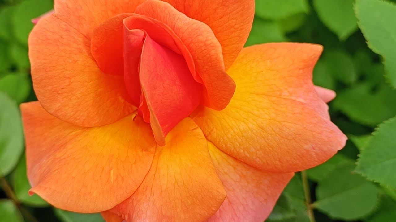 Как выглядят розы в нашем питомнике "Розы от Макса" смотреть онлайн