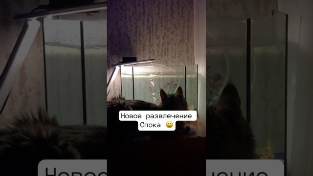 Потеряли кота … #рыбки #своекино