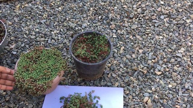 How to propagate Sedum Diffusum Stonecrop succulent from stem cuttings | Urdu Hindi | Plants foreve смотреть онлайн