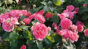 Эмильен Гийо (Шраб)