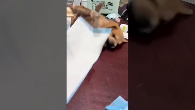 Спасли щеночка🥰