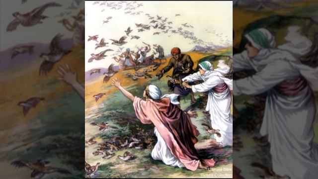 36. Числа 8 - 12 (Виталий Олийник) - Сравнение эпизодов с перепелами смотреть онлайн