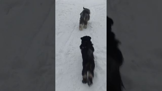 Щенки Тибетского терьера Рис и Дарик смотреть онлайн