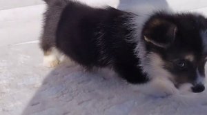 ЩЕНКИ ВЕЛЬШ КОРГИ ПЕМБРОК 🧡🤎🧡