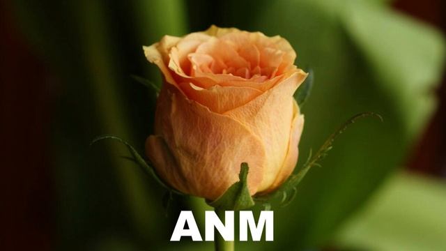 ANM -  ''Грусть''