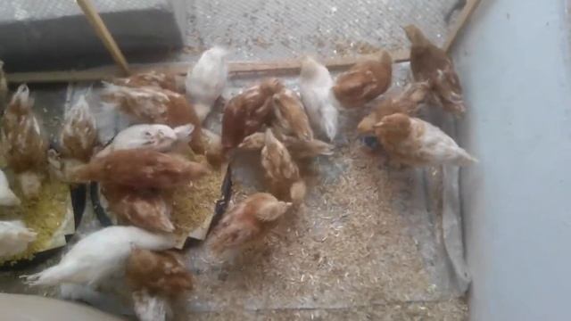 Lohmann Brown White Tail Chicks - Small Upgradation in Setup смотреть онлайн