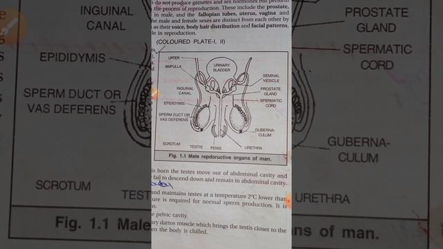 male reproductive system upcoming class смотреть онлайн