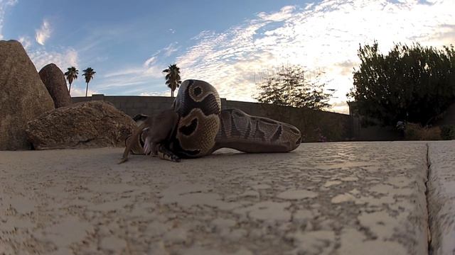 Snake Vs Rat Time Lapse смотреть онлайн