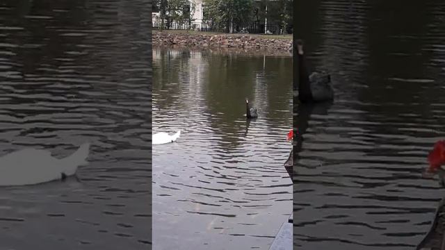 Мон Плезир Красноярск 2017 смотреть онлайн