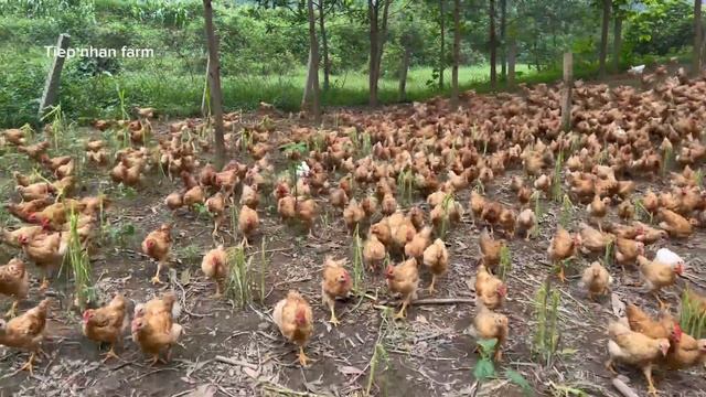 How to raise free-range chickens for meat and eggs. смотреть онлайн