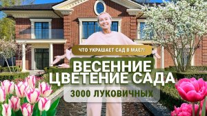 Что украшает сад в мае? Весенние цветение сада. 3000 луковичных.