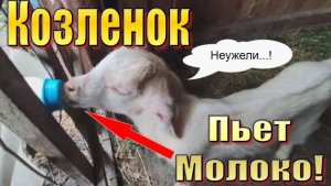 Как козлята пьют молоко или как кормить козлят без козы.