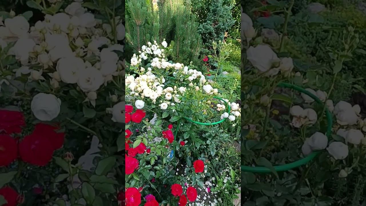 Артемис Artemis Tantau 2009 смотреть онлайн