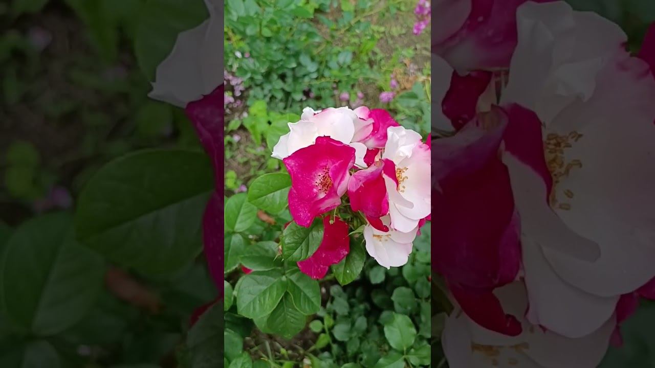 Occhi di Fata ® (BARfata) Окки ди Фата Enrico Barni Италия, 2004 Флорибунда (Floribunda) смотреть онлайн