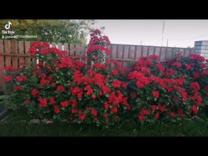 Робуста в г.Фатеже