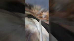 Не работает духовка газ. плиты. Флама Flama