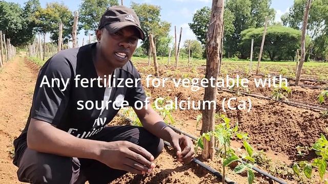 When Is The Best Time To Apply Fertilizer In Tomato? | Guideline for Growing Tomato in 2023! смотреть онлайн