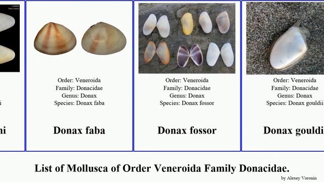 List of Mollusca of Order Veneroida Family Donacidae. donax shell wedge serra faba californicus смотреть онлайн