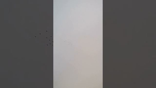 мои голуби смотреть онлайн