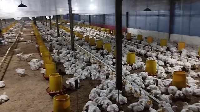 CARA MENJAGA LITTER/KASUR TETAP BAGUS DAN KERING,AGAR AYAM BROILER NYAMAN😎chicken farm смотреть онлайн
