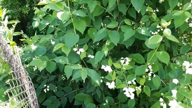 Что в волшебном пакетике? Опять одна на даче без мужа! смотреть онлайн