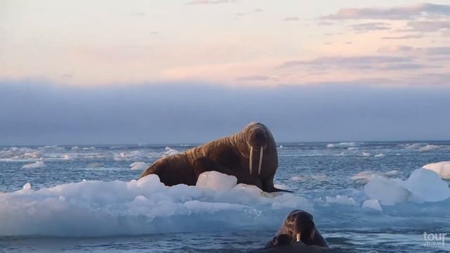 Amazing Things to Do in Svalbard & Top Svalbard Attractions смотреть онлайн