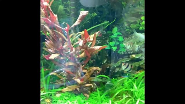 Planted tank(baby tears Monte Carlos hair grass) смотреть онлайн