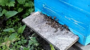 Пчелы вечером на прилетной доске