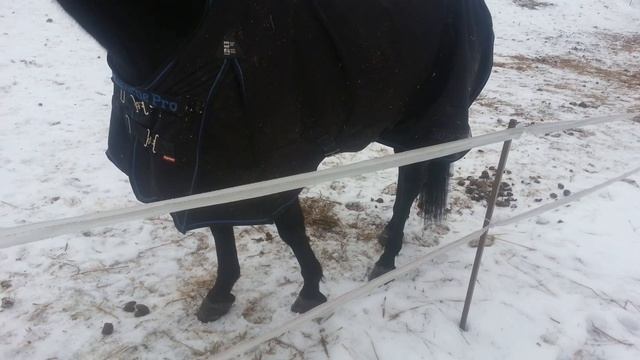 29.01.2017. Видео. Лошадки.(2) смотреть онлайн
