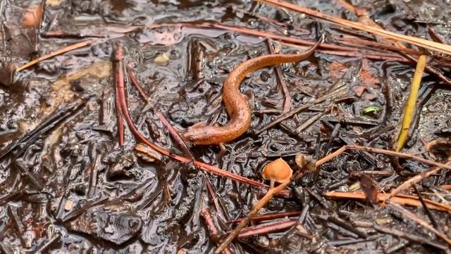 Waterdogs in North Carolina and 4 Species of Salamander Under One Log! смотреть онлайн