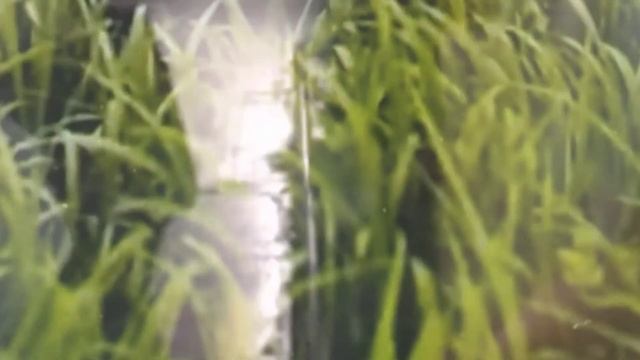 Марина Цветаева (,, Горечь! Горечь! Вечный привкус... ") смотреть онлайн