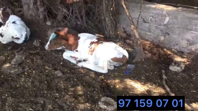 2-3 ОЙЛИК БУЗОКЛАР СОТИЛАДИ УЗБЕКИСТОН БОЙЛАБ ДОСТАВКА БОР смотреть онлайн