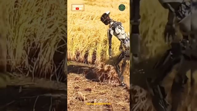 The Future of Agriculture: Meet the Rice Harvesting Robot! #farming #agriculture смотреть онлайн