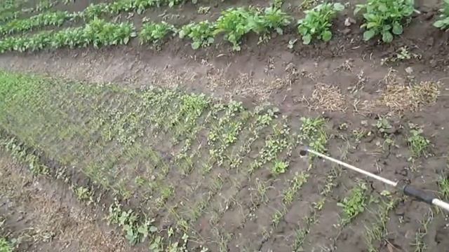 Обработка севка от фитофторы