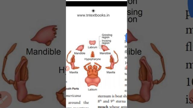 XI-BIO-ZOOLOGY, CHAPTER-4, ORGAN AND ORGAN SYSTEMS IN ANIMALS смотреть онлайн