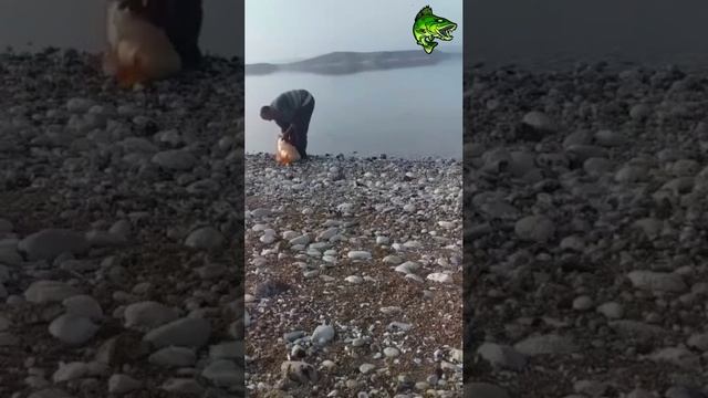 Огромный трофейный #сазан #рыбалка #fishing