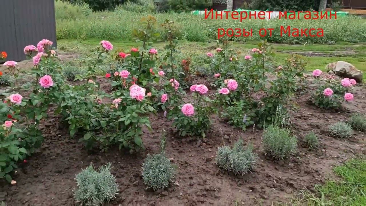 Обзор роз 21.08.2023 смотреть онлайн