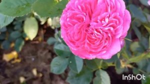 Розы фиолетово-лиловых оттенков