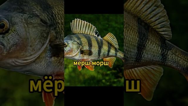 Виды окуня #рыбалка #shortvideo #nature #fish #fishing #зима #рыбалкаказахстан #лето смотреть онлайн