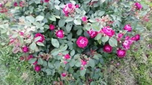 Роза Кардинал Хюм