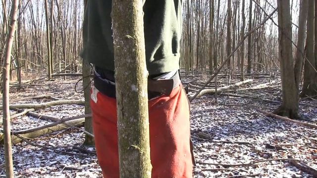 Why an Angled Back Cut is Dangerous When Hinge Cutting Trees for Deer смотреть онлайн